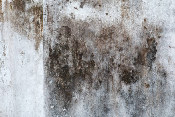 Best Real Estate Mold Inspection  in Jefferson, TX