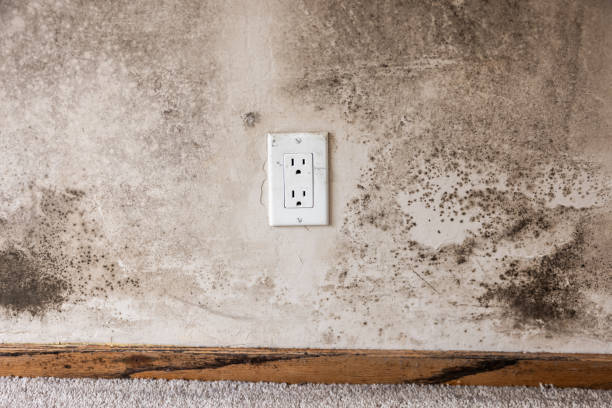 Best Air Quality Testing for Mold Spores  in Jefferson, TX