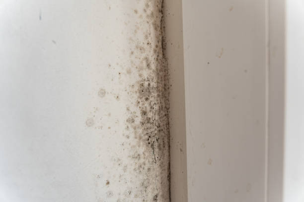 Biohazard Mold Removal in Jefferson, TX